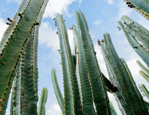 EAUde1974_lifestyle_moods_purchased_T1_Elements_172-5-scaled